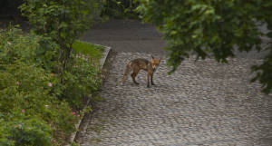Berlin Fox