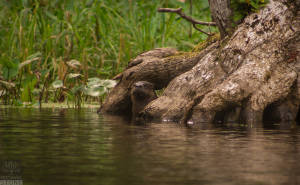 North American otter (Lontra canadensis)