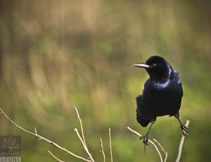 Boat-tailed grackle (Quiscalus major)