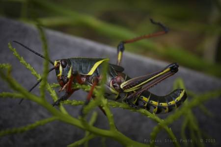 Eastern lubber grasshopper—juvenile (Romalea guttata)