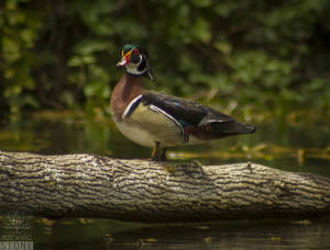Wood duck—male (Aix sponsa)