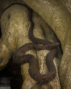 Brown water snake (Nerodia taxispilota)
