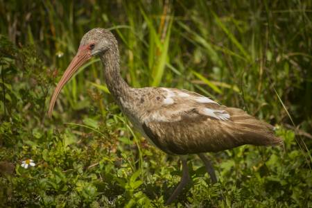 White ibis—juvenile (Eudocimus albus)