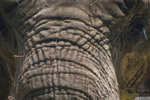 African elephant (Loxodonta africana) VULNERABLE