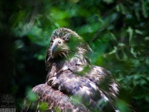 Bald eagle—juvenile (Haliaeetus leucocephalus)