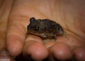 Eastern spadefoot toad (Scaphiopus holbrookii)