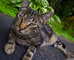 Domestic cat (Felis catus)
