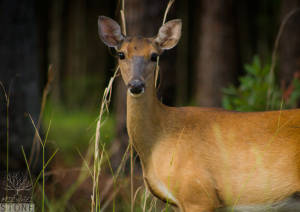 White-tailed deer—female (Odocoileus virginianus)