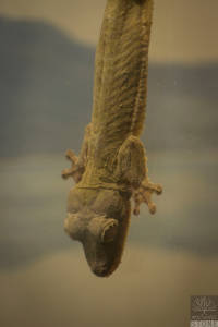 Henkel’s flat-tailed gecko (Uroplatus henkeli) VULNERABLE