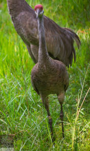 Mississippi sandhill crane—adult (Grus canadensis pulla) CRITICALLY ENDANGERED