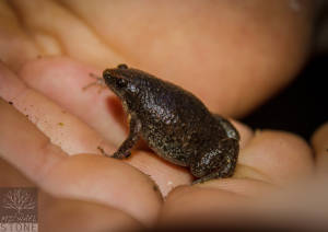 Eastern narrowmouth toad (Gastrophryne carolinensis)
