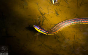 Rainbow snake (Farancia erytrogramma)