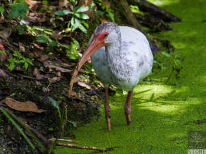 White ibis–almost fully mature (Eudocimus albus)