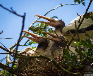 Wood stork (Mycteria americana)